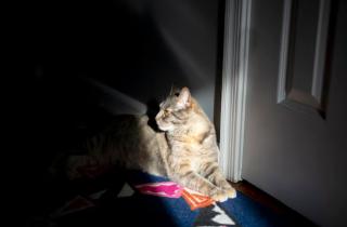 Стерилизация снижает стремление кошки к побегу