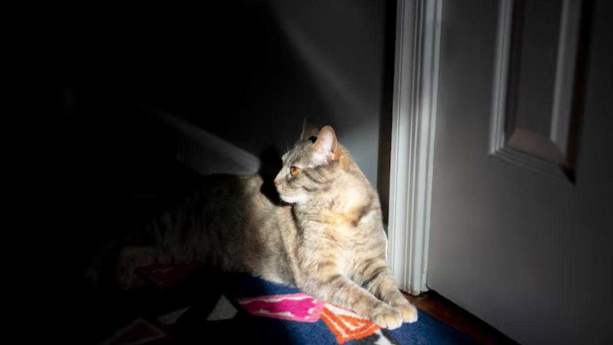 Кошка у двери