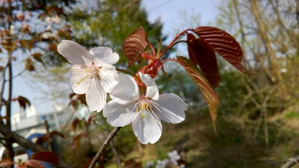 Вишня Саржента, =вишня сахалинская, сакура (1)