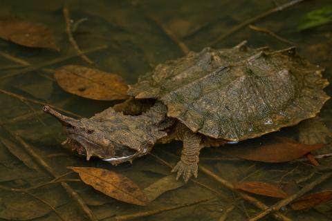 Новый вид морской черепахи Craspedochelys renzi обнаружили в меловом периоде Колумбии