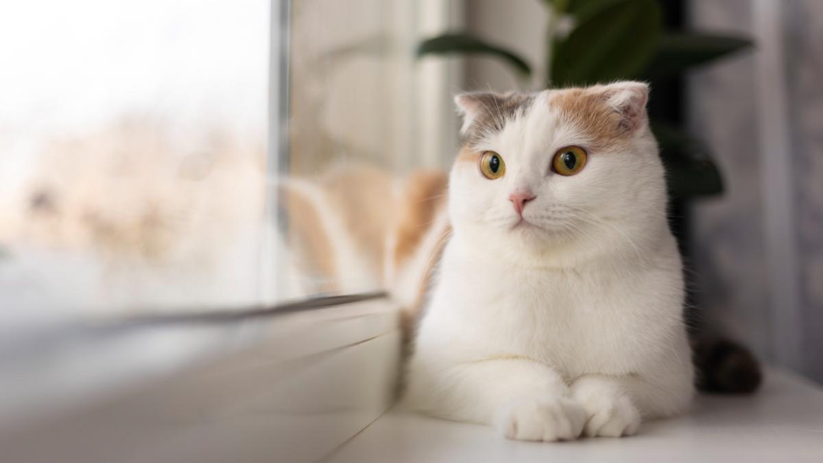 Кот на подоконнике