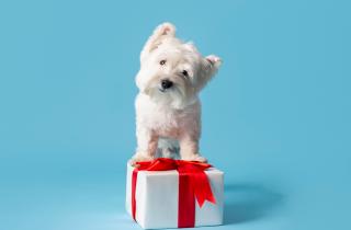 Ранний возраст щенков определяет их будущее поведение