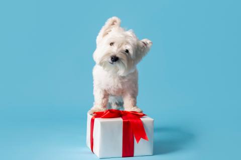 Ранний возраст щенков определяет их будущее поведение