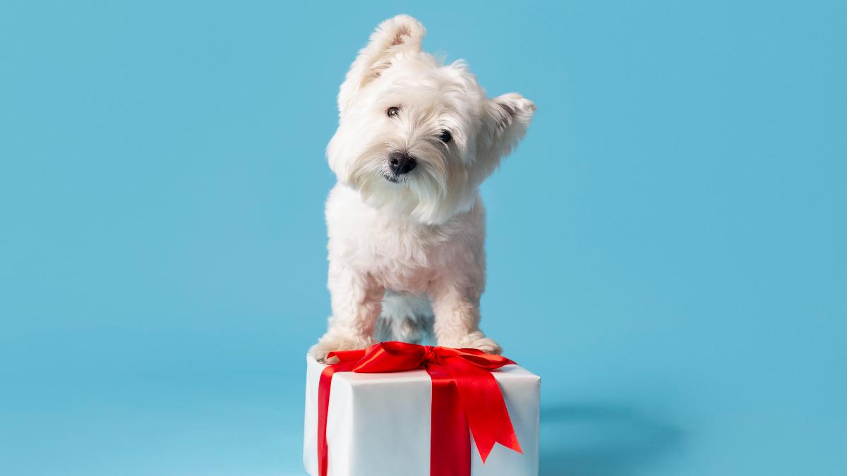 Собака в подарок