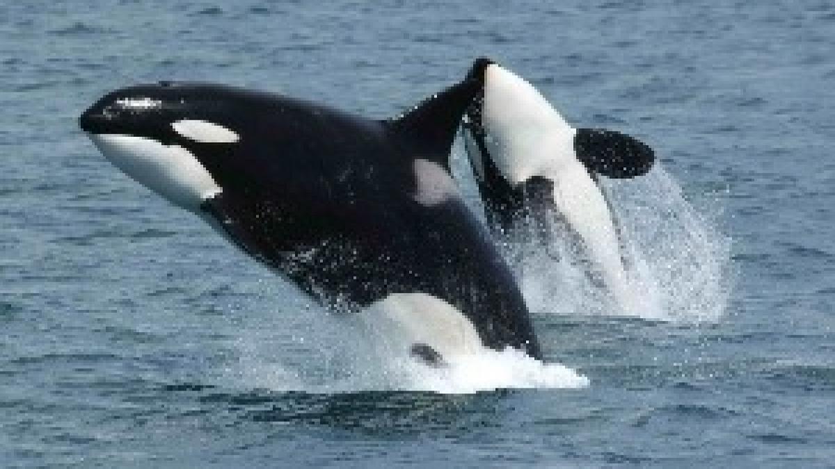 Killerwhales jumping Killerwhales jumping