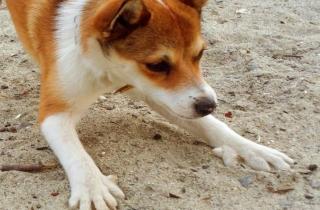 Норвежский лундехунд признан единственной породой собак с шестью пальцами