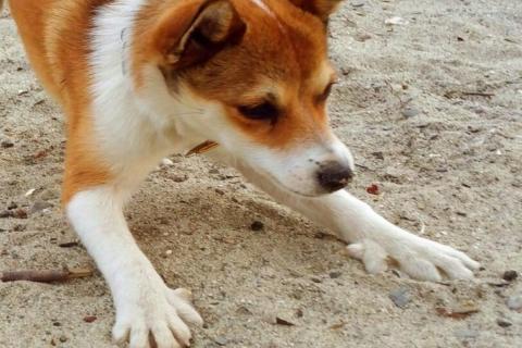 Норвежский лундехунд признан единственной породой собак с шестью пальцами Норвежский лундехунд признан единственной породой собак с шестью пальцами