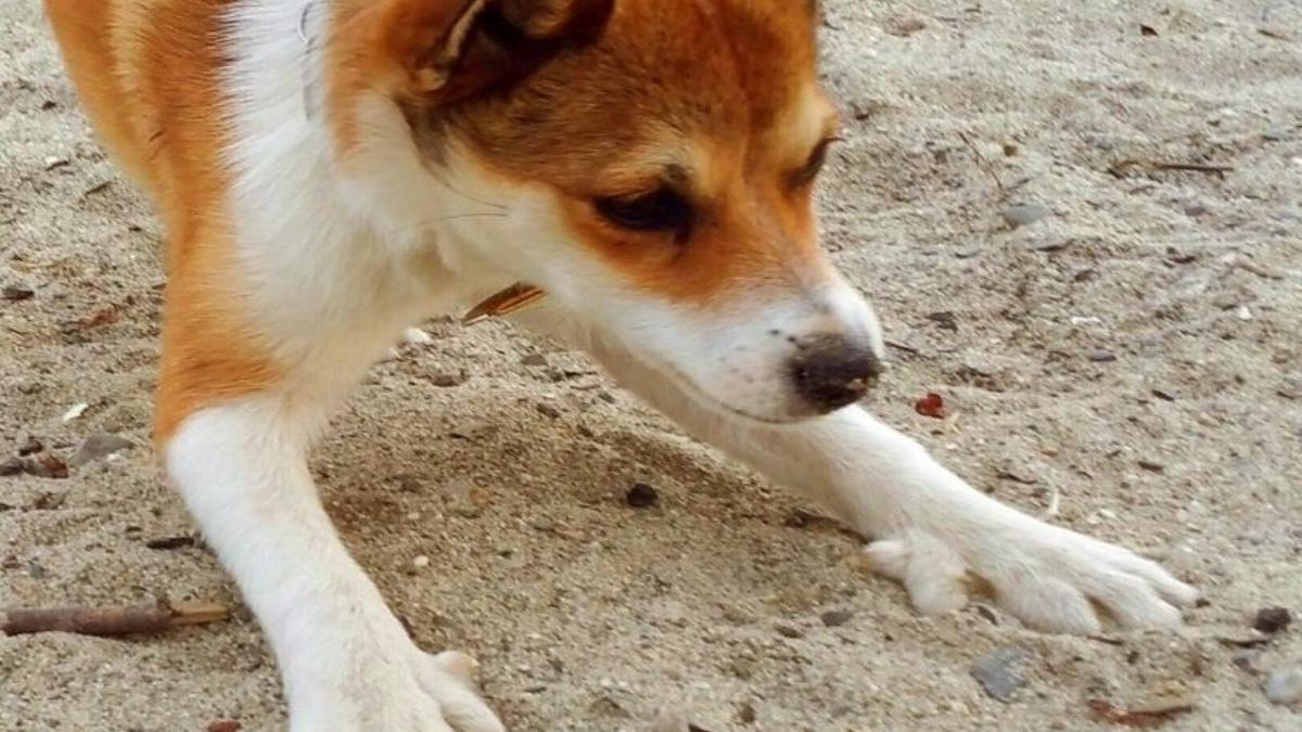 лундехунд лундехунд