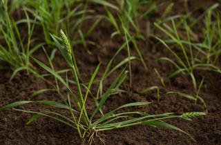 Агрономы назвали эффективные способы подготовки участка к зиме без вредителей