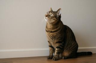 Врачи подтвердили безопасность уксуса при уборке стен — клинер Мэри Леверетт