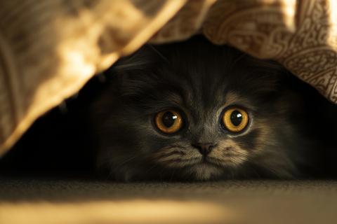 Агрессия у кошек возникает из-за стресса и нехватки пространства — ветеринары