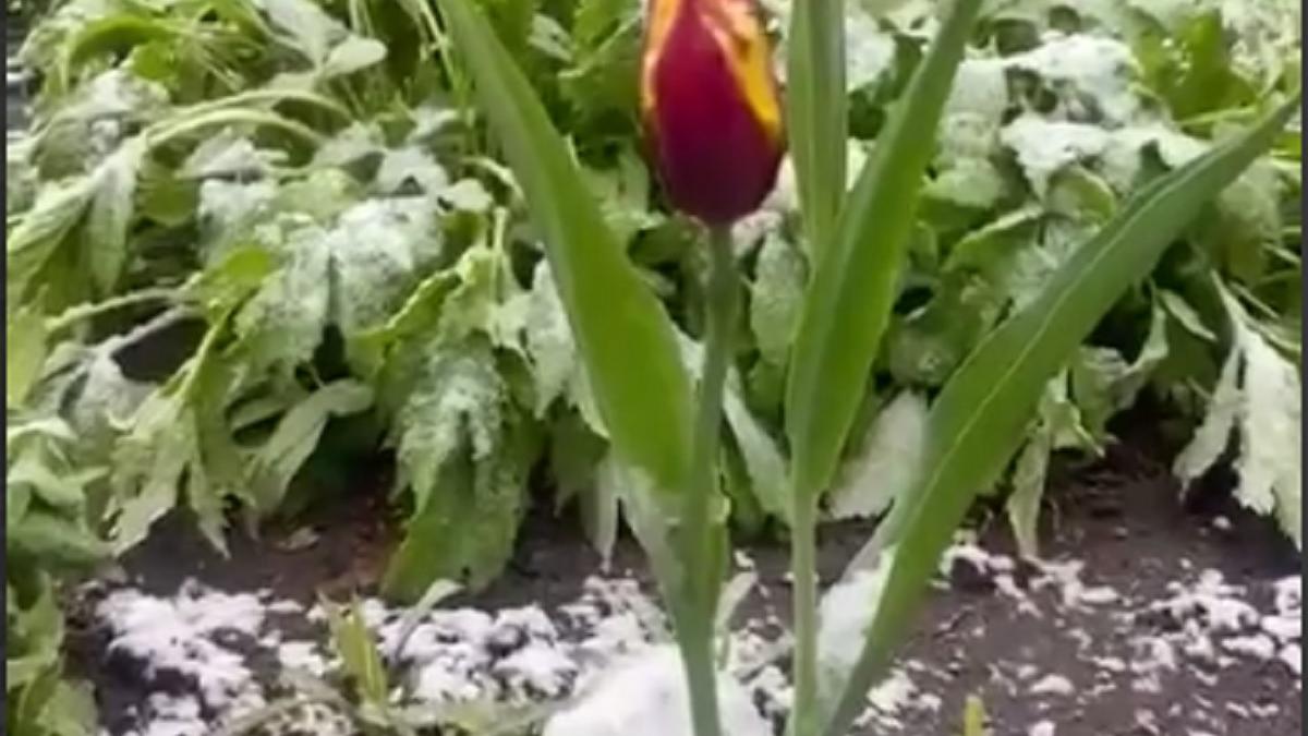 Тюльпаны Тюльпаны