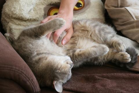 Домашние кошки сохраняют охотничьи повадки диких предков — Cville Cat Care