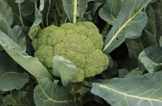 Стебли брокколи можно использовать как натуральное удобрение для обогащения почвы