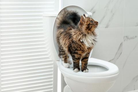 Кошки и вода: почему питомцы проявляют интерес к ванной комнате