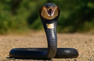 В Подмосковье прокуратура изъяла у подростка коллекцию ядовитых змей