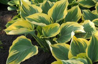 Садоводы советуют утеплять хосты осенью, чтобы защитить корни от промерзания