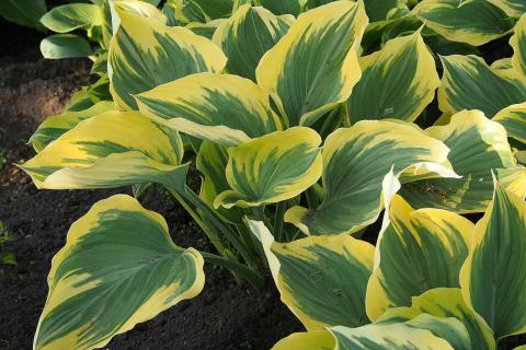 Садоводы советуют утеплять хосты осенью, чтобы защитить корни от промерзания