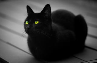 Чёрная кошка не приносит несчастья — ветеринар Филиппо Пачоретти