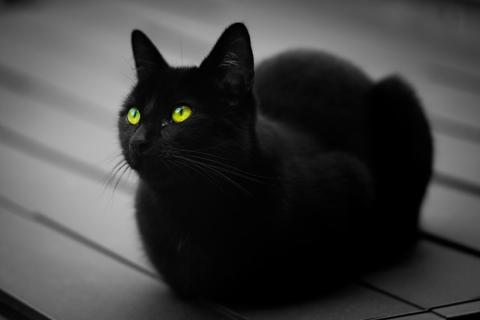 Чёрная кошка не приносит несчастья — ветеринар Филиппо Пачоретти