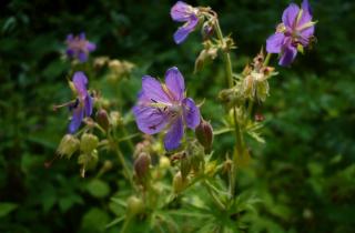 Полила раствором из аптечки — и герань взорвалась бутонами: теперь делаю всегда так