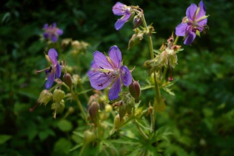Полила раствором из аптечки — и герань взорвалась бутонами: теперь делаю всегда так