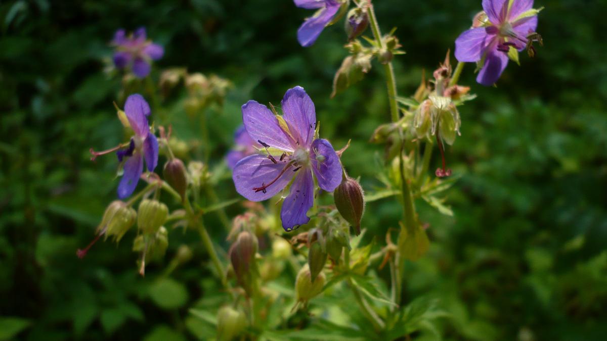 Герань луговая KR 01