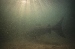 В Боливии нашли рыбу, считавшуюся исчезнувшей более 20 лет — Хайнц Арно Драверт