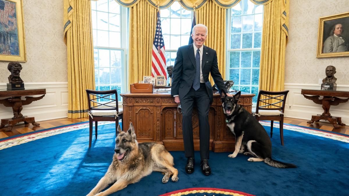 Joe Biden petting Champ and Major in Oval Office, 9 February 2021 Joe Biden petting Champ and Major in Oval Office, 9 February 2021