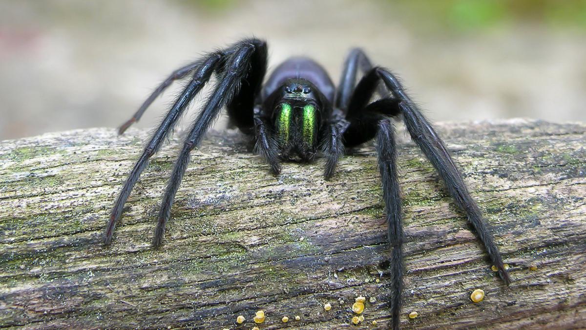 Паук