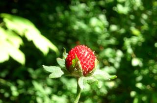 Ирина Корсакова о правильной осенней посадке клубники