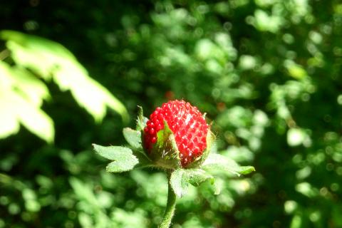 Ирина Корсакова о правильной осенней посадке клубники