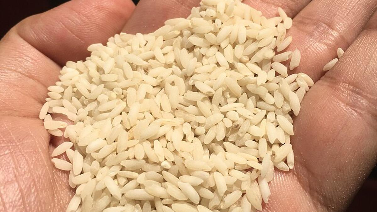 рис из Индии, сорт каланамак