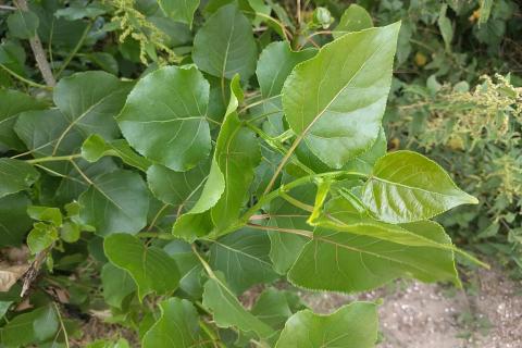 Посадила красивое дерево у дома — а через 3 года фундамент пошёл трещинами: вот кто виноват