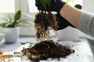 Думала, экономлю, оставляя старую землю — а на деле губила все растения