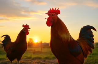 Петухи атакуют людей при защите территории — орнитологи
