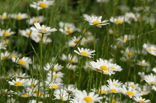 Аналоги ромашек для сада: 12 удивительных цветов с уникальными особенностями