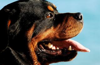 Эксперт Пултиду: ротвейлеры умны и легко обучаются при правильном подходе