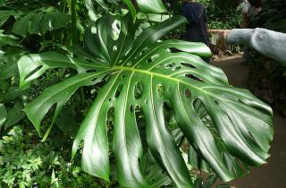 Монстера в домашних условиях: руководство по выбору, уходу и размножению