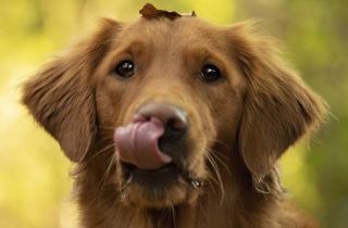 В России владельцы животных могут быть оштрафованы за шум и неприятный запах