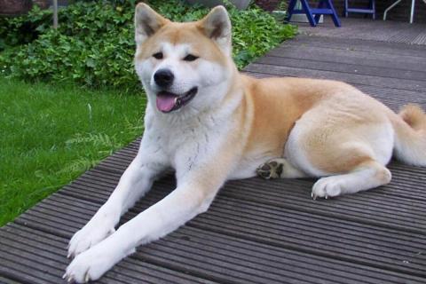 Акита-ину подбирает еду с земли во время прогулок — кинологи