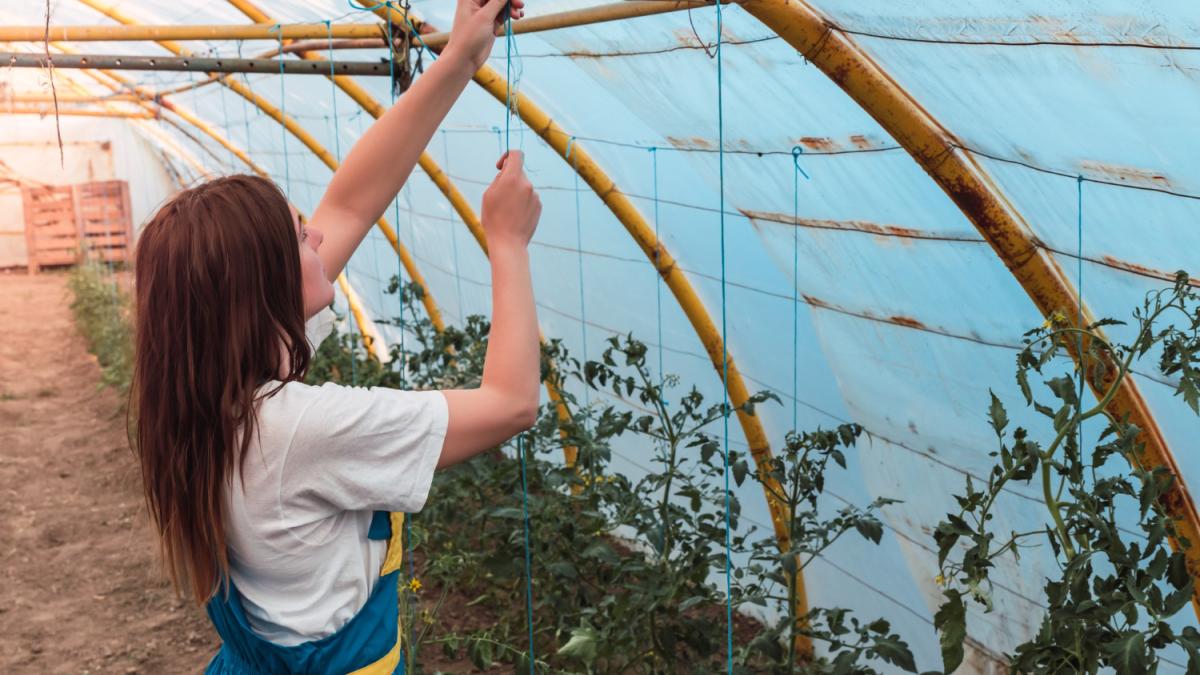 Каркас в огороде