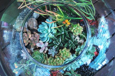 Суккуленты зимой требуют полива не чаще одного раза в месяц — советы по уходу