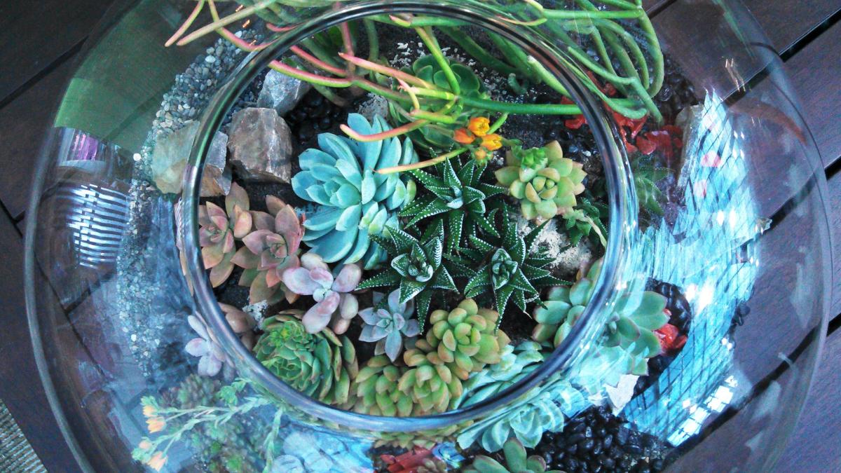 Террариум с суккулентами