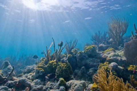 Океанограф Даниэль Лауретта: на глубине 3,5 км обнаружены редкие морские организмы