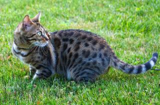 Народные приметы связывают приход кошки с благополучием — этологи