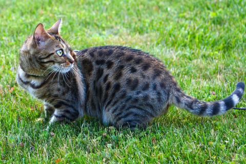 Народные приметы связывают приход кошки с благополучием — этологи