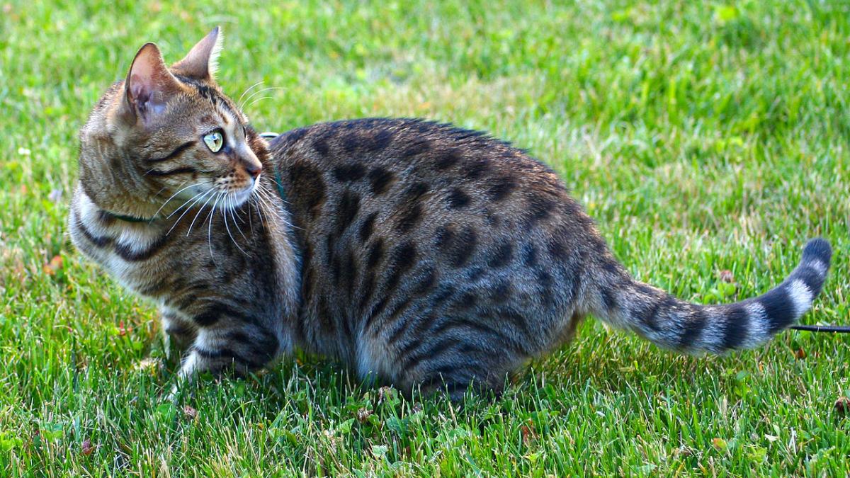 Бенгальская кошка