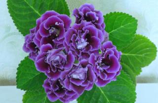 Глоксиния ежегодно проходит обязательный период покоя — цветоводы