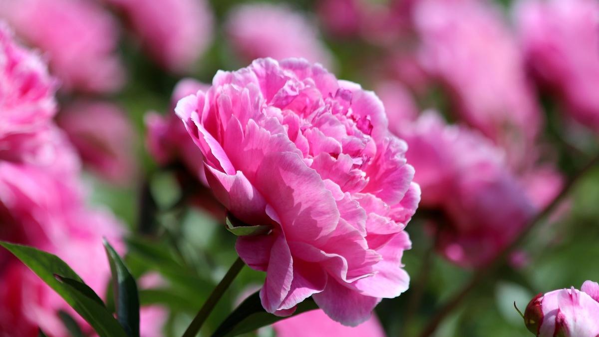 Розовые пионы